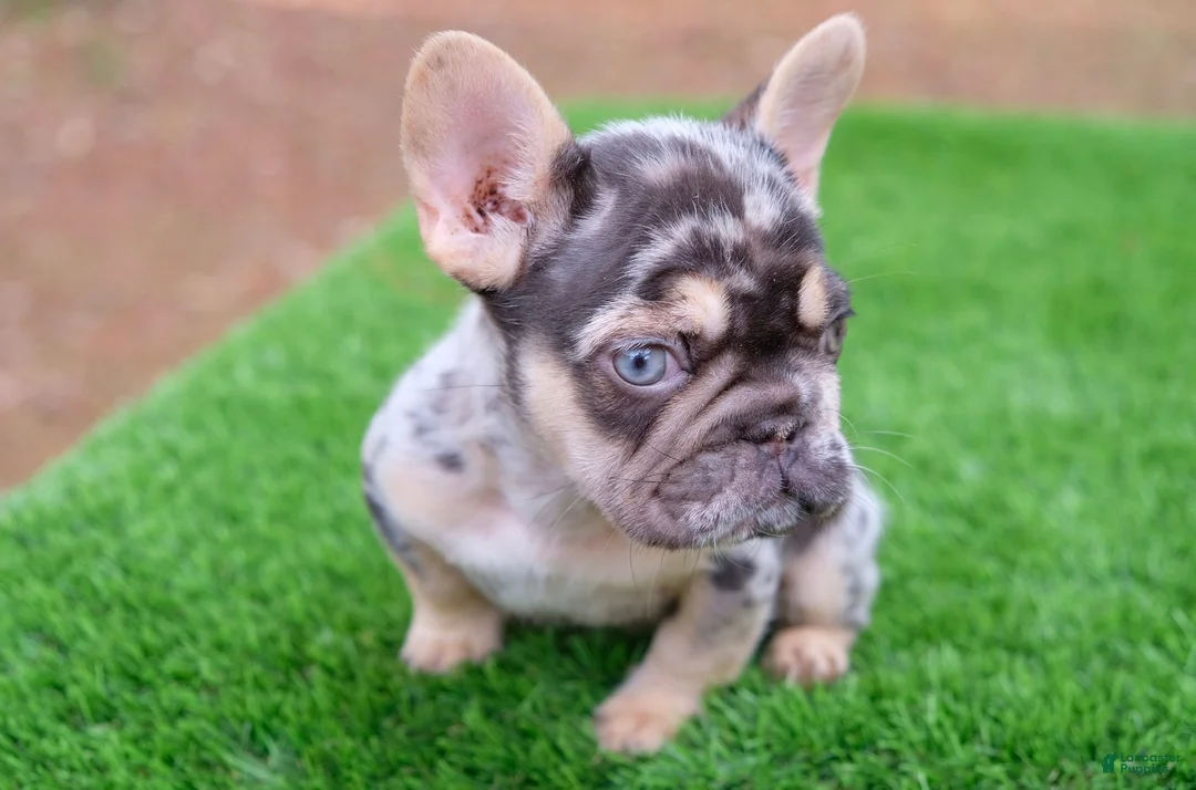 French Bulldog dogs for sale: French Bulldog Puppy 2 - Ad 2