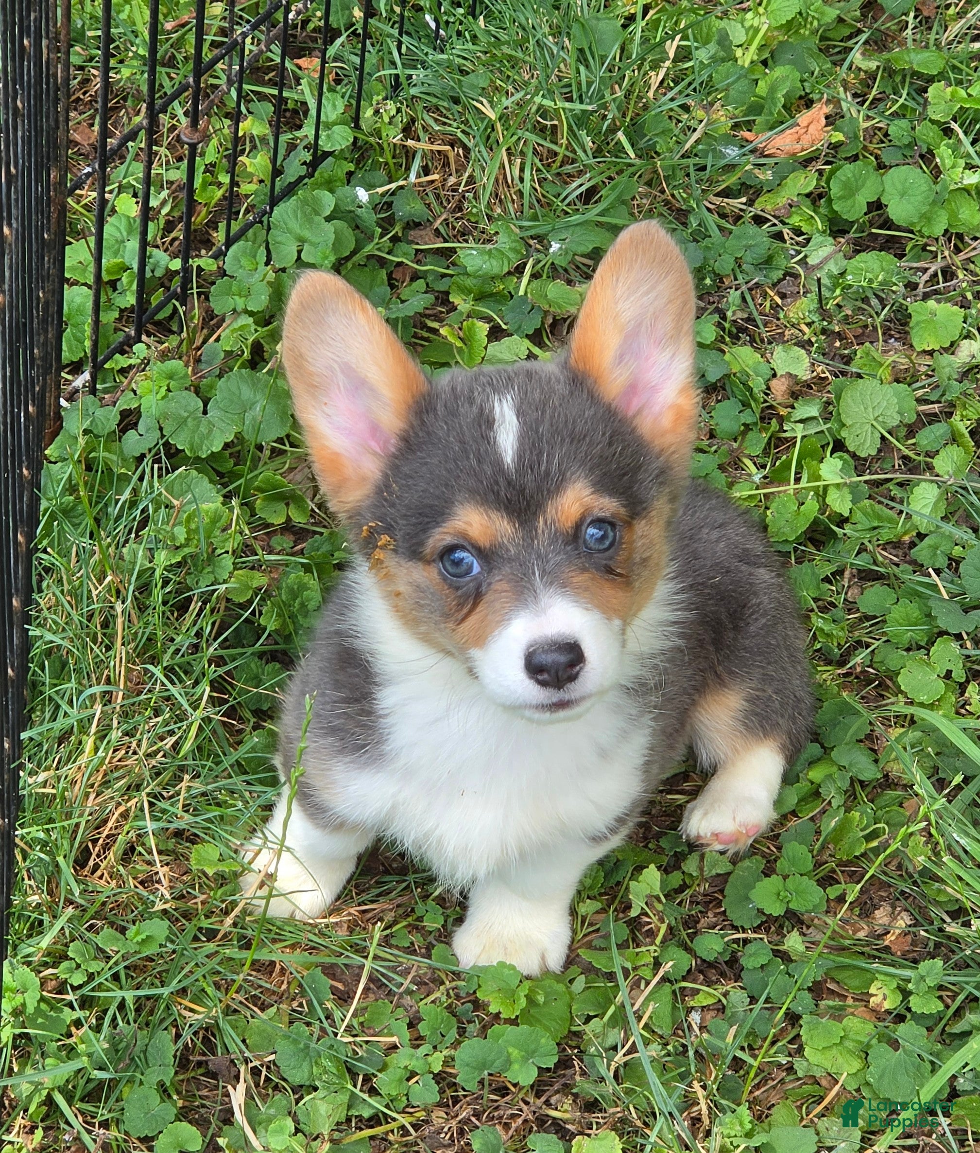 Welsh Corgi Pembroke dogs Lara the low rider  - Ad 1