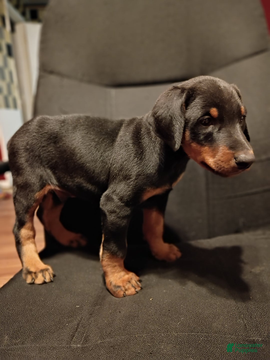 Doberman Pinscher dogs for sale: Koda - Ad 4