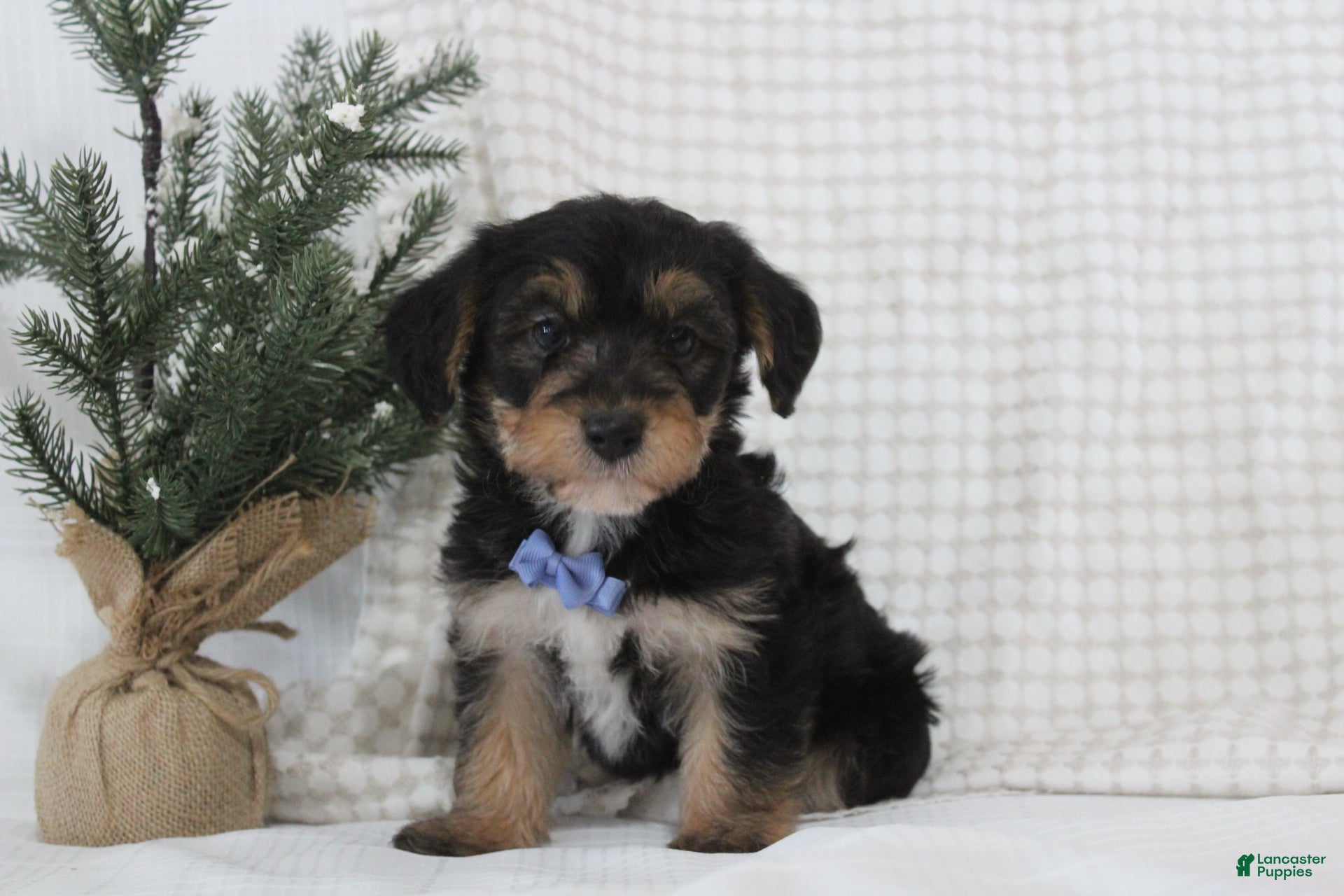 Yorkiepoo dogs Alexander - Ad 41