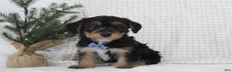 Yorkiepoo dogs for sale: Alexander - Ad 1
