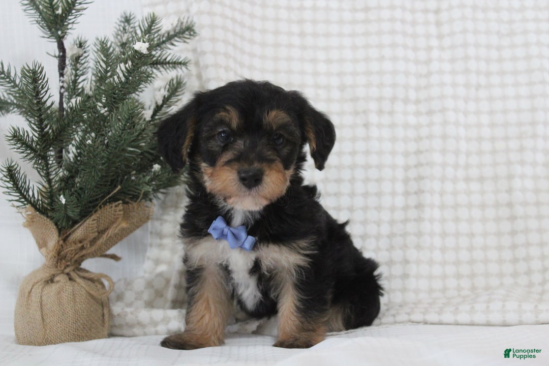Yorkiepoo dogs for sale: Alexander - Ad 1