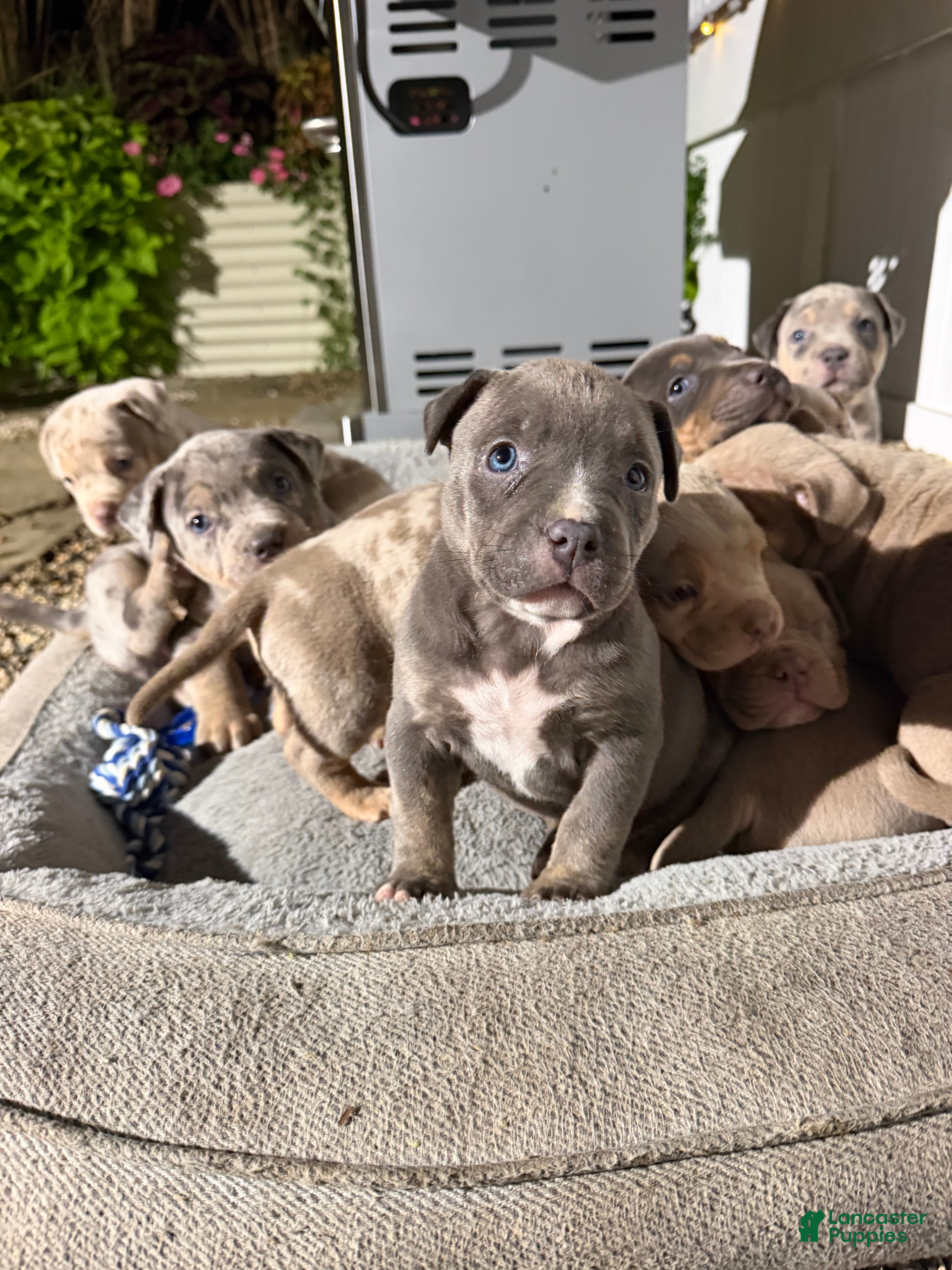American Bully dogs Lady - Ad 2