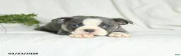 Boston Terrier dogs for sale: Casper - Ad 3
