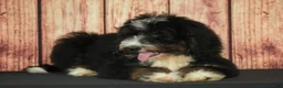 Bernedoodle dogs for sale: Wally - Ad 3