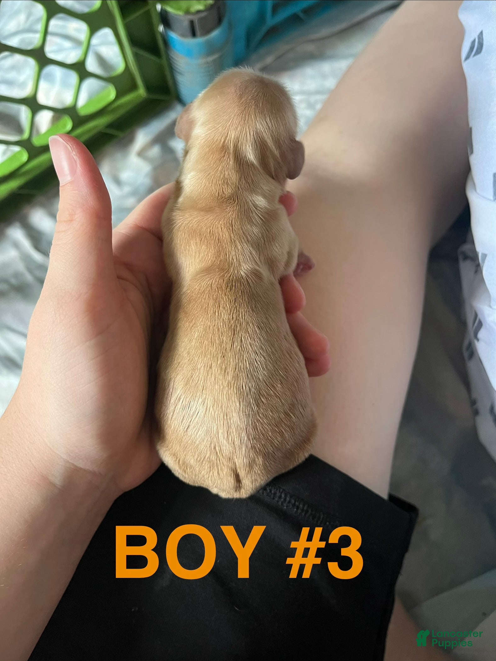 Dachshund dogs Male 3 - Ad 5