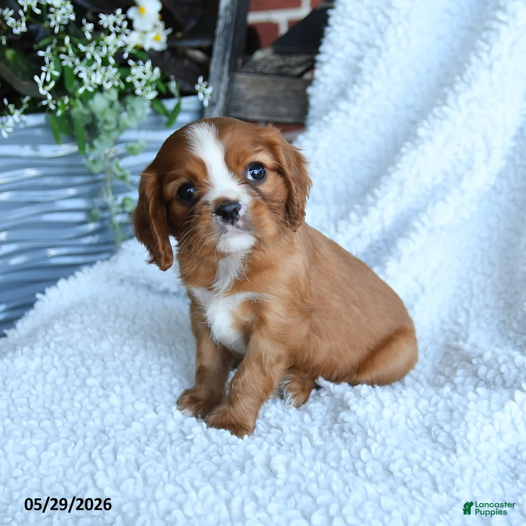 Cavalier King Charles Spaniel dogs for sale: Delmar - Ad 3