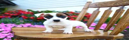 Jack Russell Terrier dogs for sale: Sundae - Ad 2