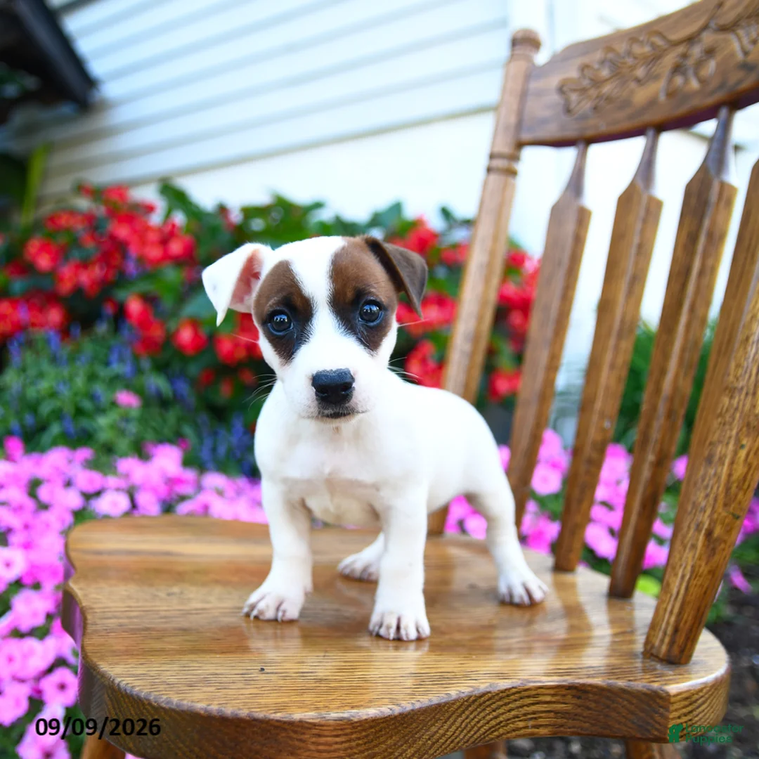 Jack Russell Terrier dogs for sale: Sundae - Ad 2