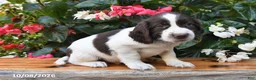 Cocker Spaniel dogs for sale: Elliot - Ad 3