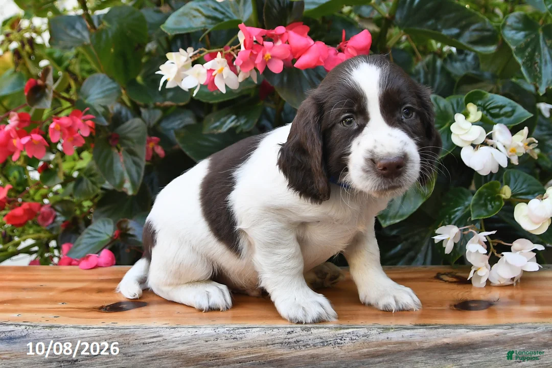 Cocker Spaniel dogs for sale: Elliot - Ad 3