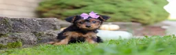 Yorkiepoo dogs for sale: Poppy - Ad 4