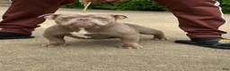 American Bully dogs for sale: Krillin - Ad 14