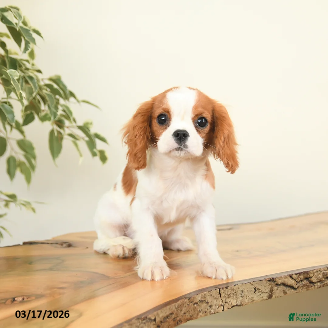 Cavalier King Charles Spaniel dogs for sale: Cash - Ad 1