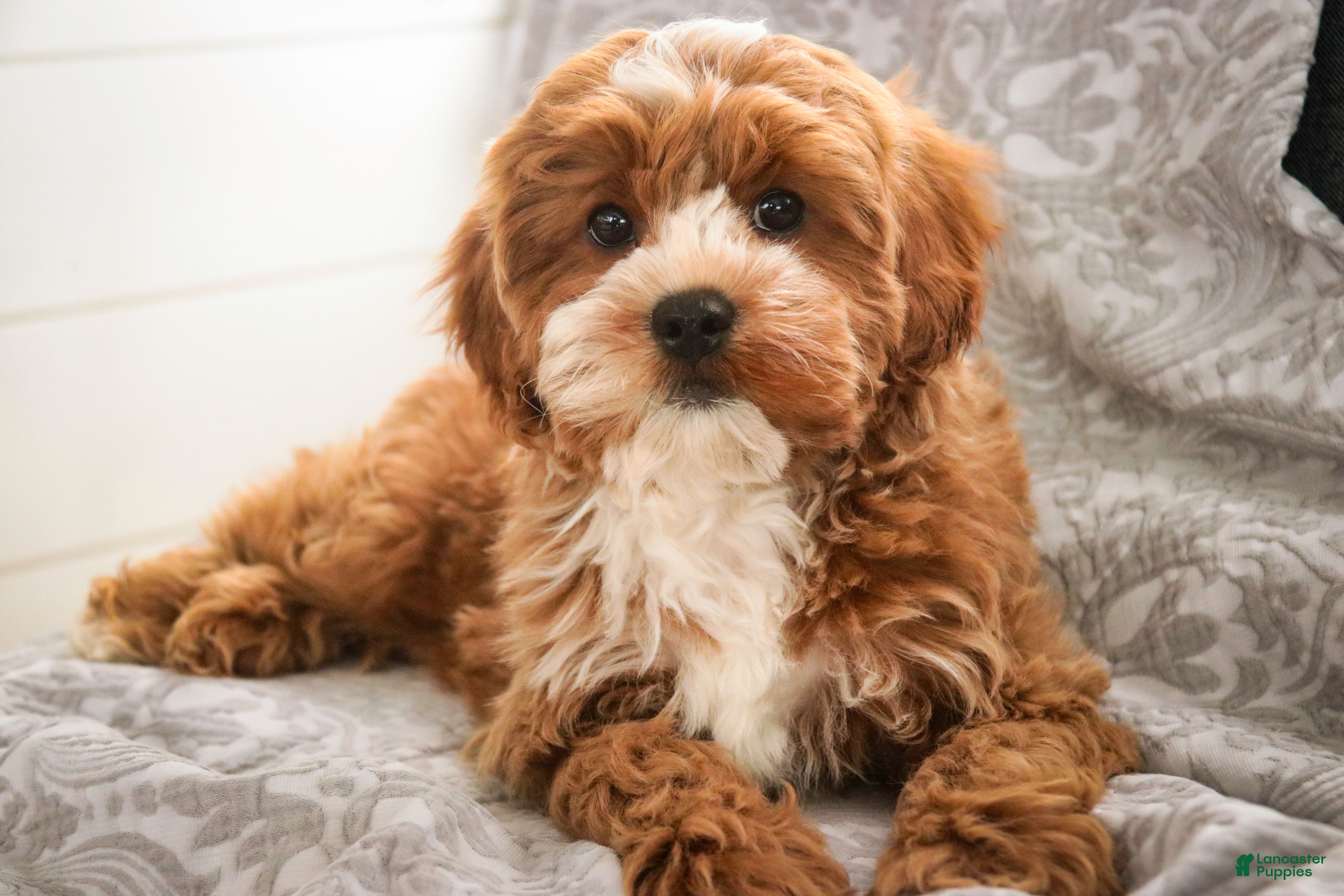 Cavapoo dogs for sale: Kohen - Ad 2