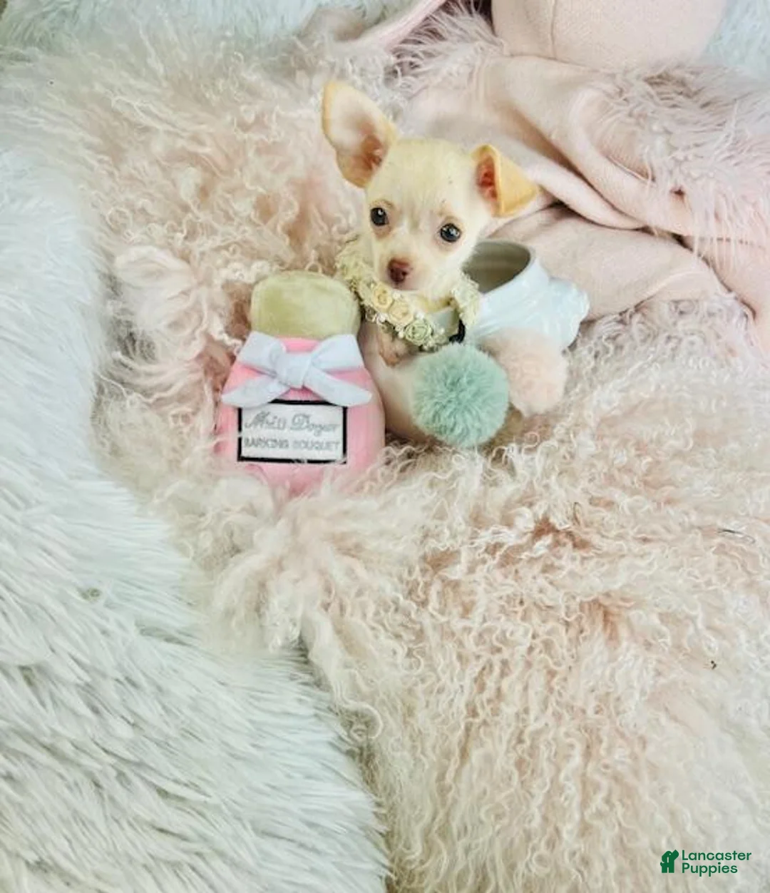 Chihuahua dogs for sale: Chihuahua Puppy 1 - Ad 1