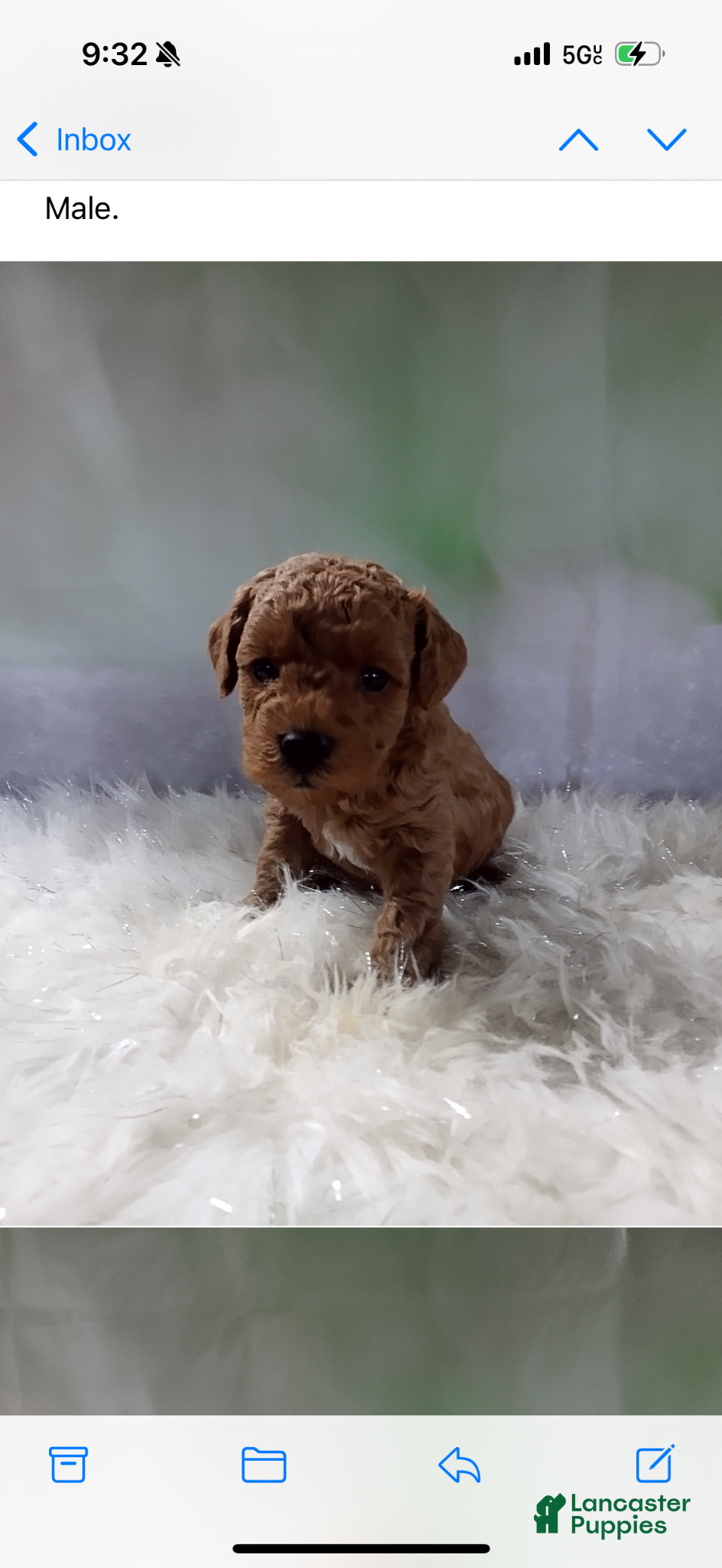 Miniature Poodle dogs Christian ❤️ - Ad 22