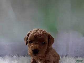 Miniature Poodle dogs Christian ❤️ - Ad 27