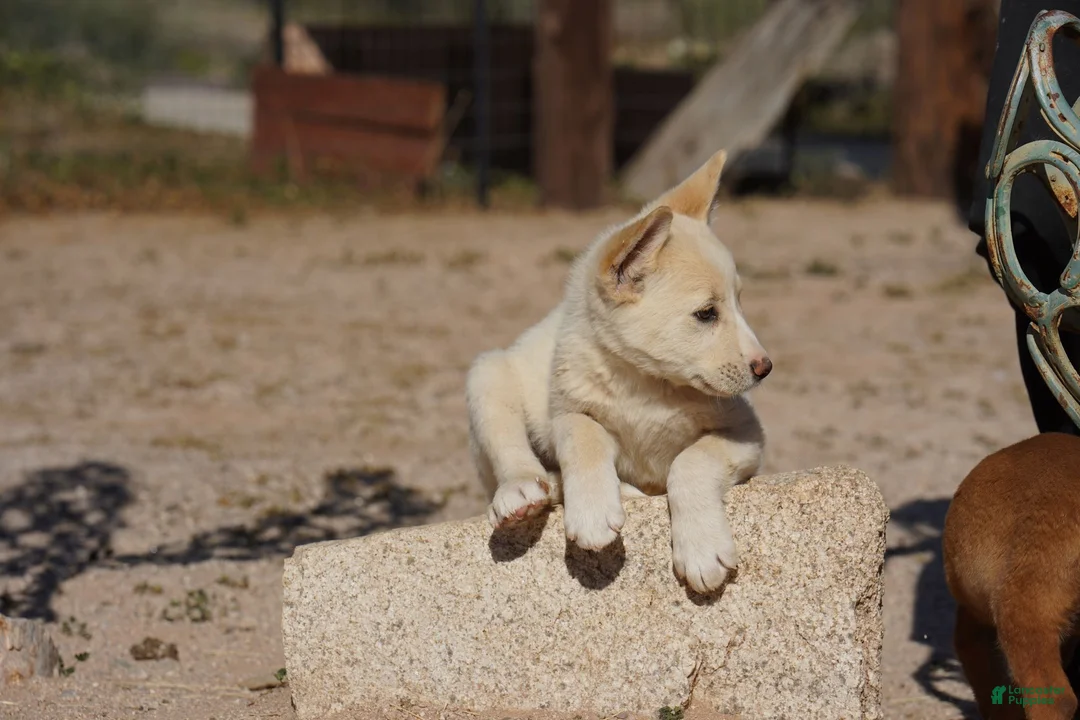 Mixed Breed dogs for sale: Toes M Cream - Ad 15