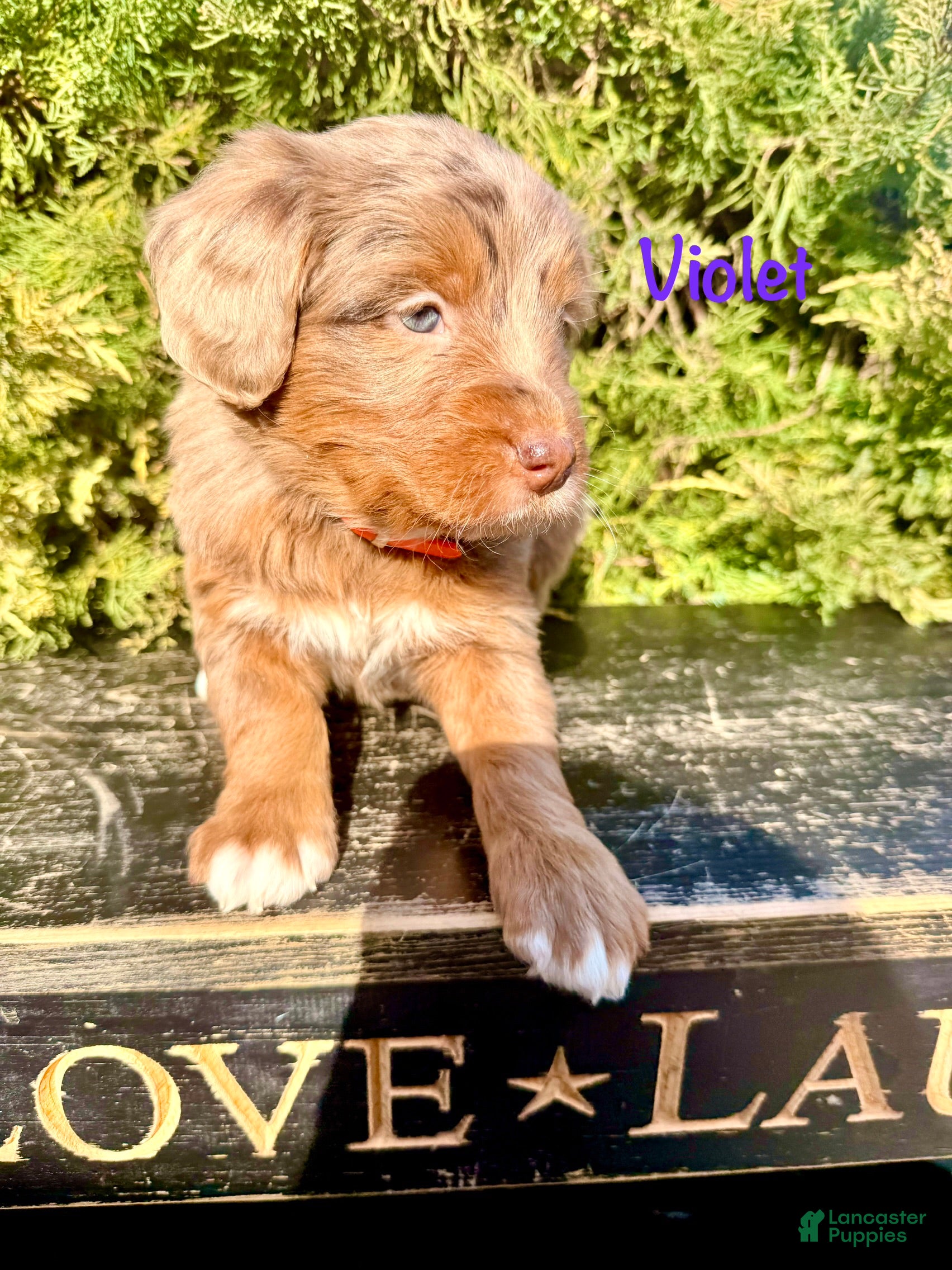 Bernedoodle dogs Violet - Ad 2