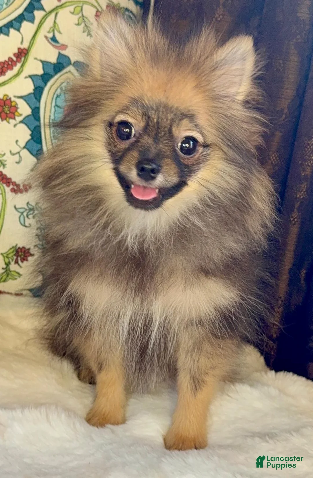 Pomeranian dogs for sale: Pomeranian Puppy Ruby - Ad 2