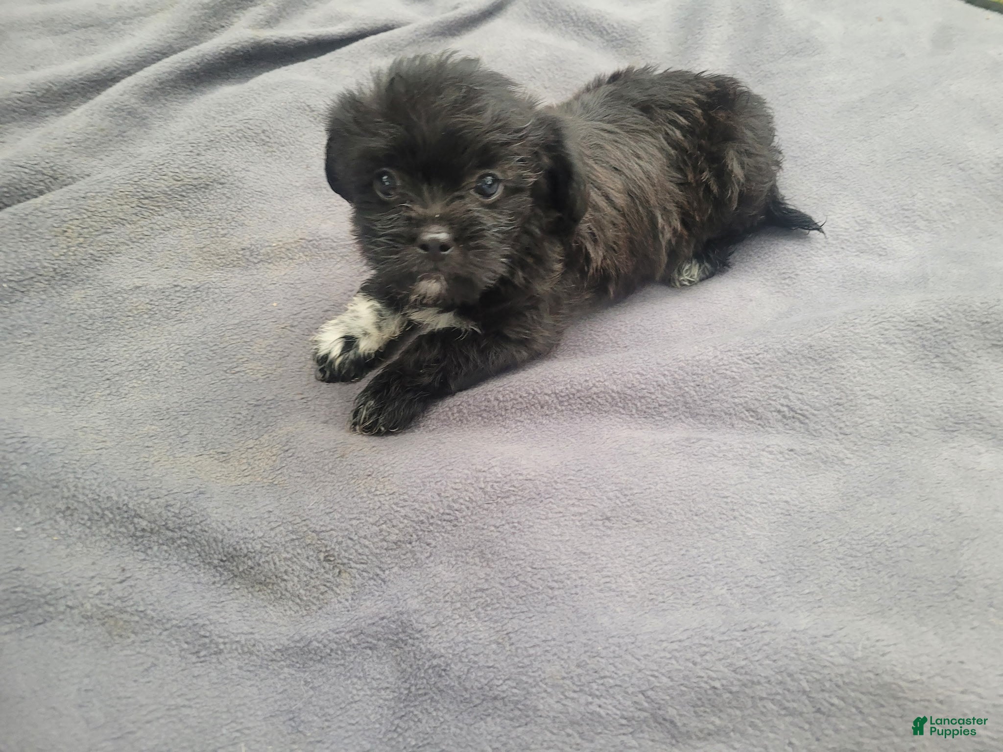 Morkie dogs Kim  - Ad 1