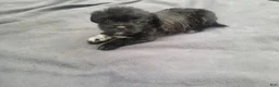 Morkie dogs for sale: Kim  - Ad 1