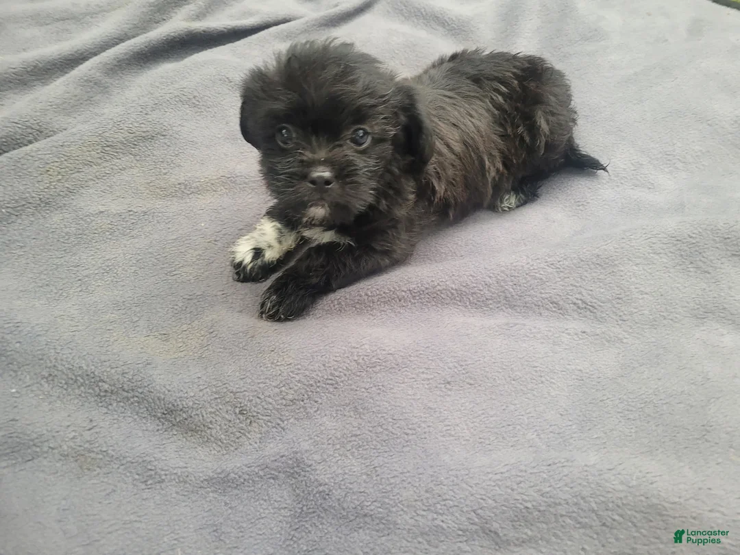 Morkie dogs for sale: Kim  - Ad 1