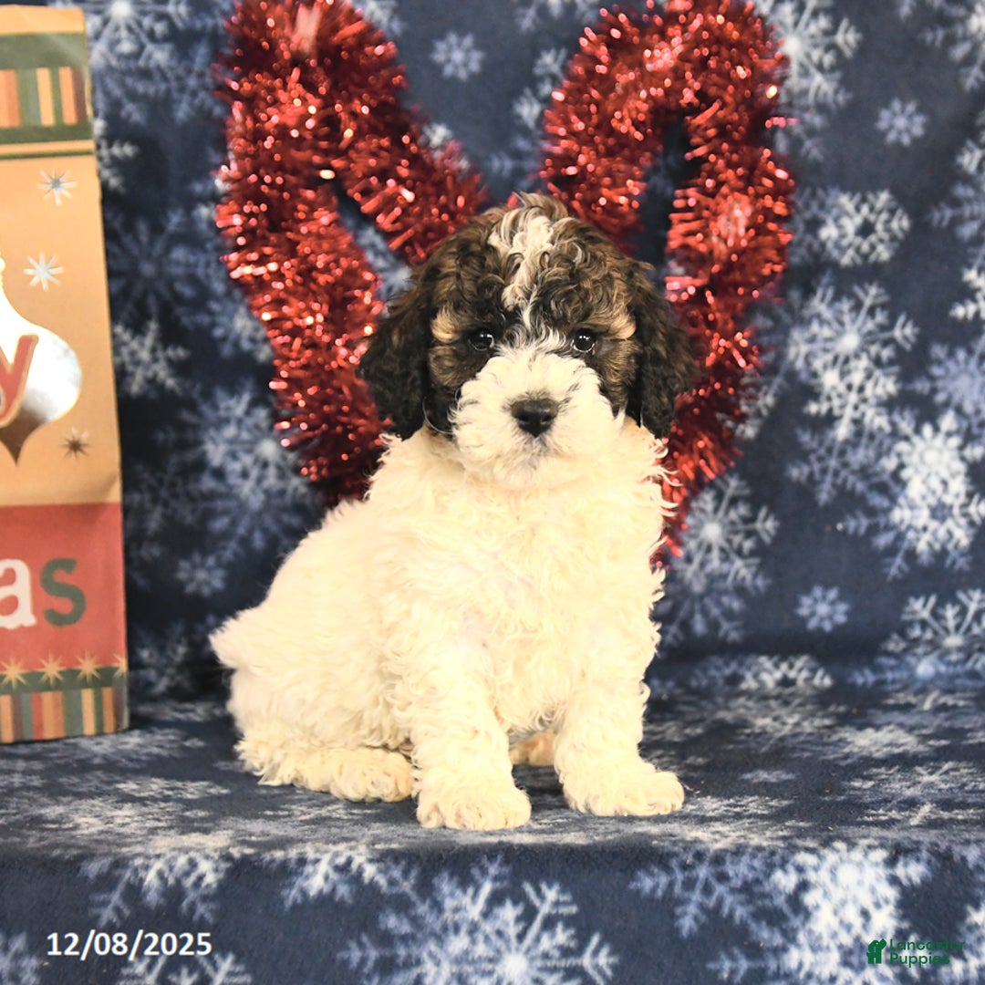 Miniature Poodle dogs for sale: Chase - Ad 4