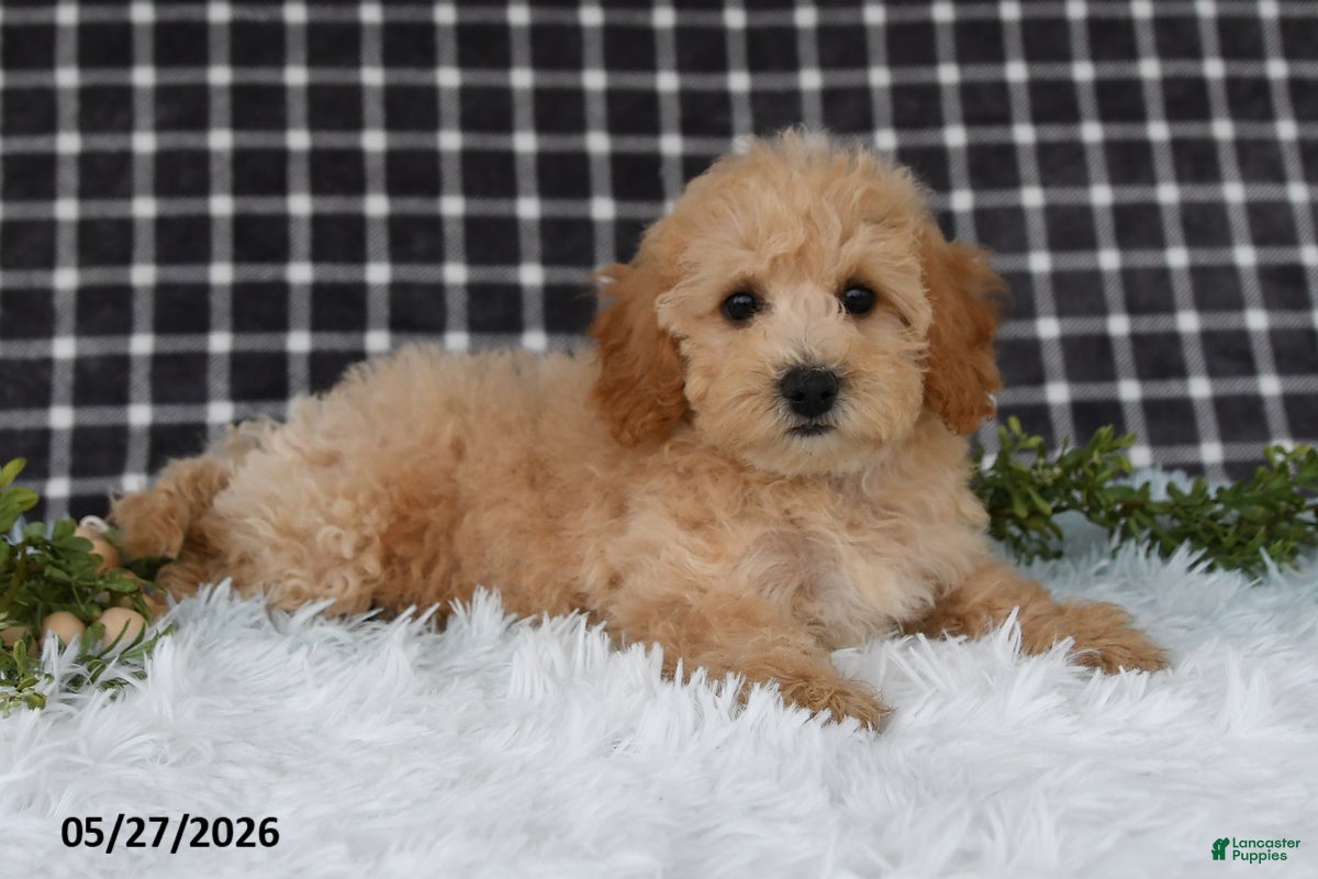 Bichpoo dogs Hazel - Ad 1