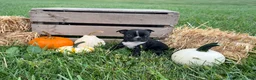 Boston Terrier dogs for sale: Diesel - Ad 3