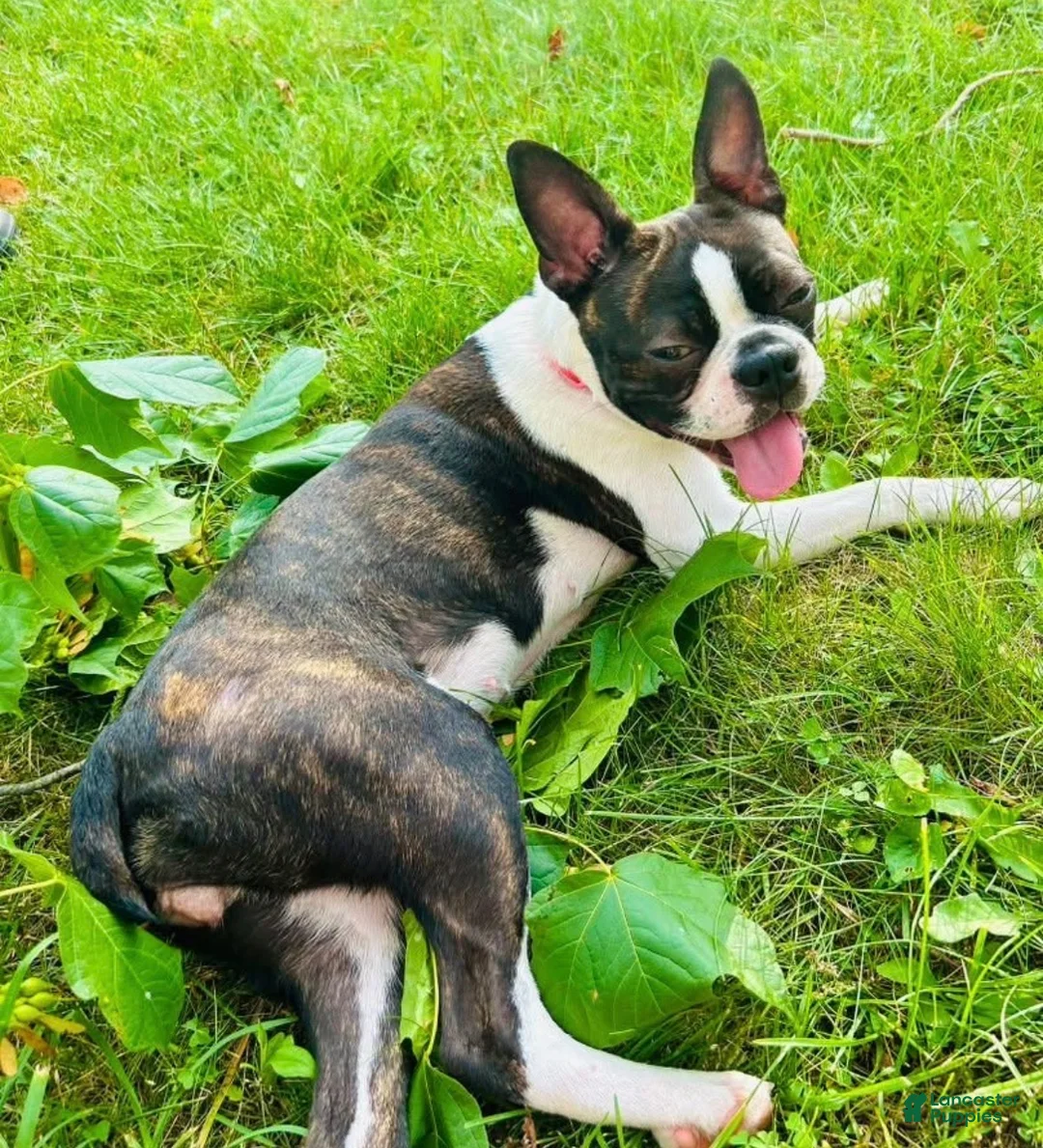 Boston Terrier dogs for sale: Poppy - Girl  - Ad 2