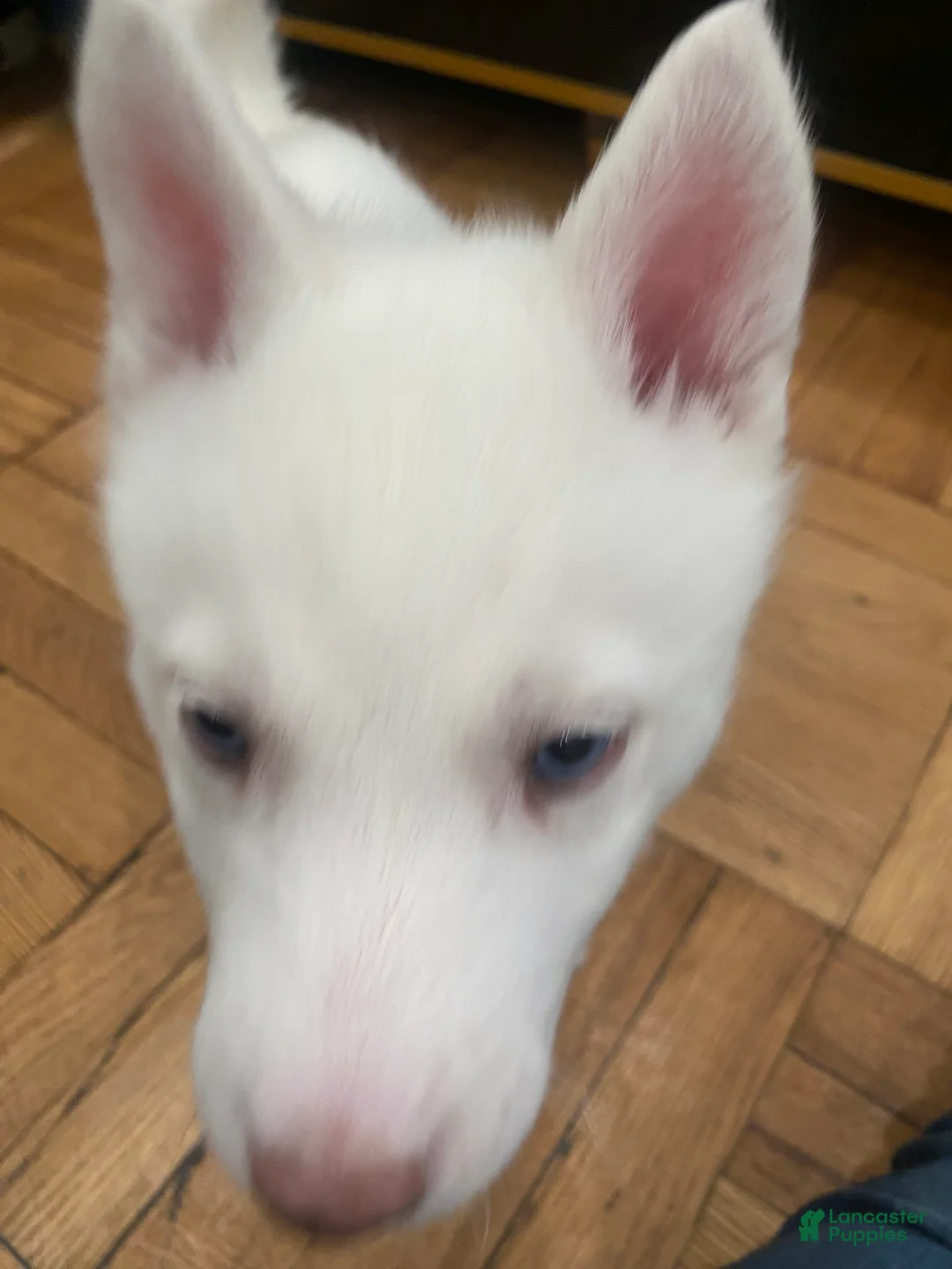 Siberian Husky dogs for sale: Jay - Ad 3