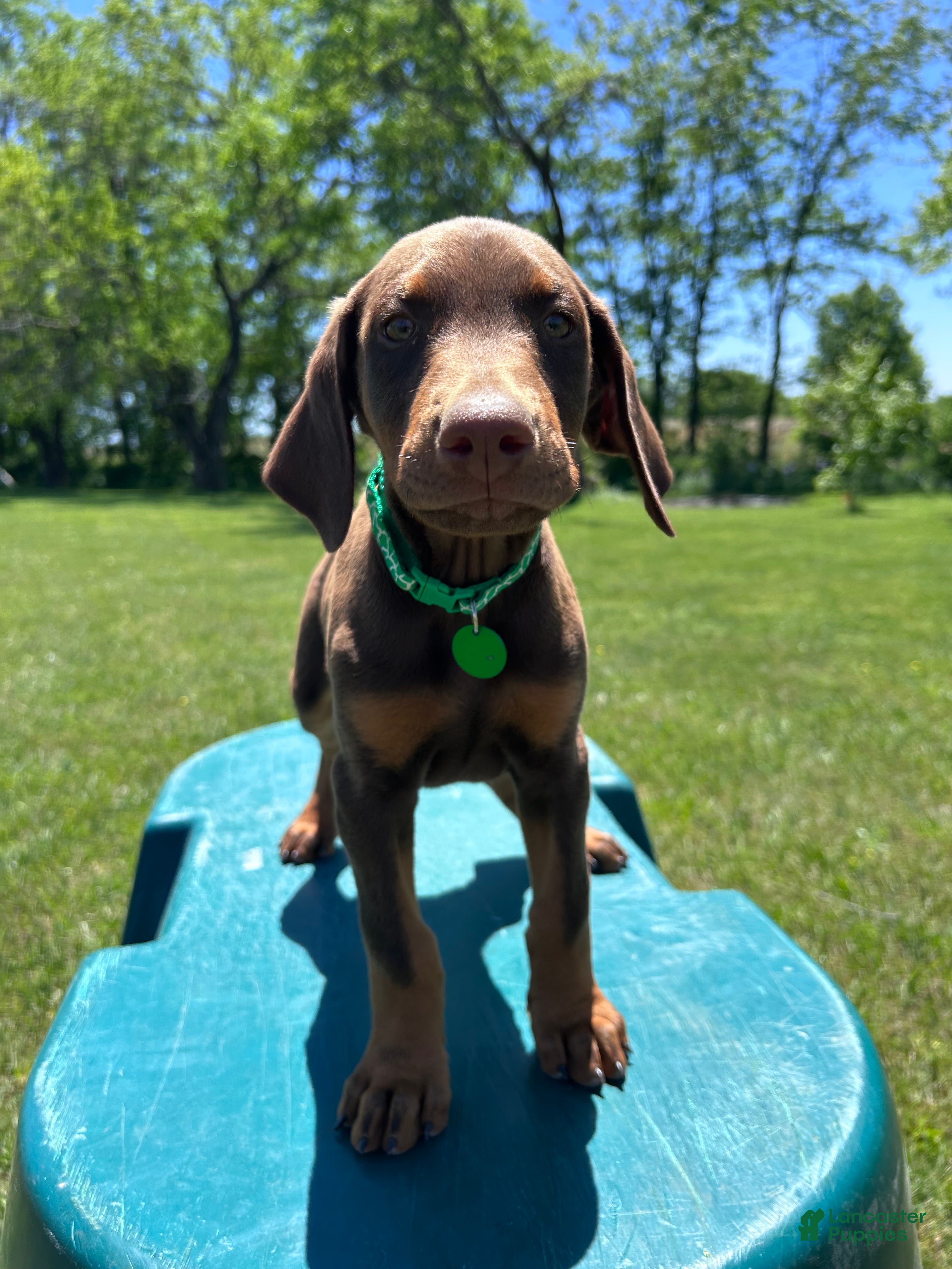 Doberman Pinscher dogs Doberman Pinscher Puppy 4 - Ad 5