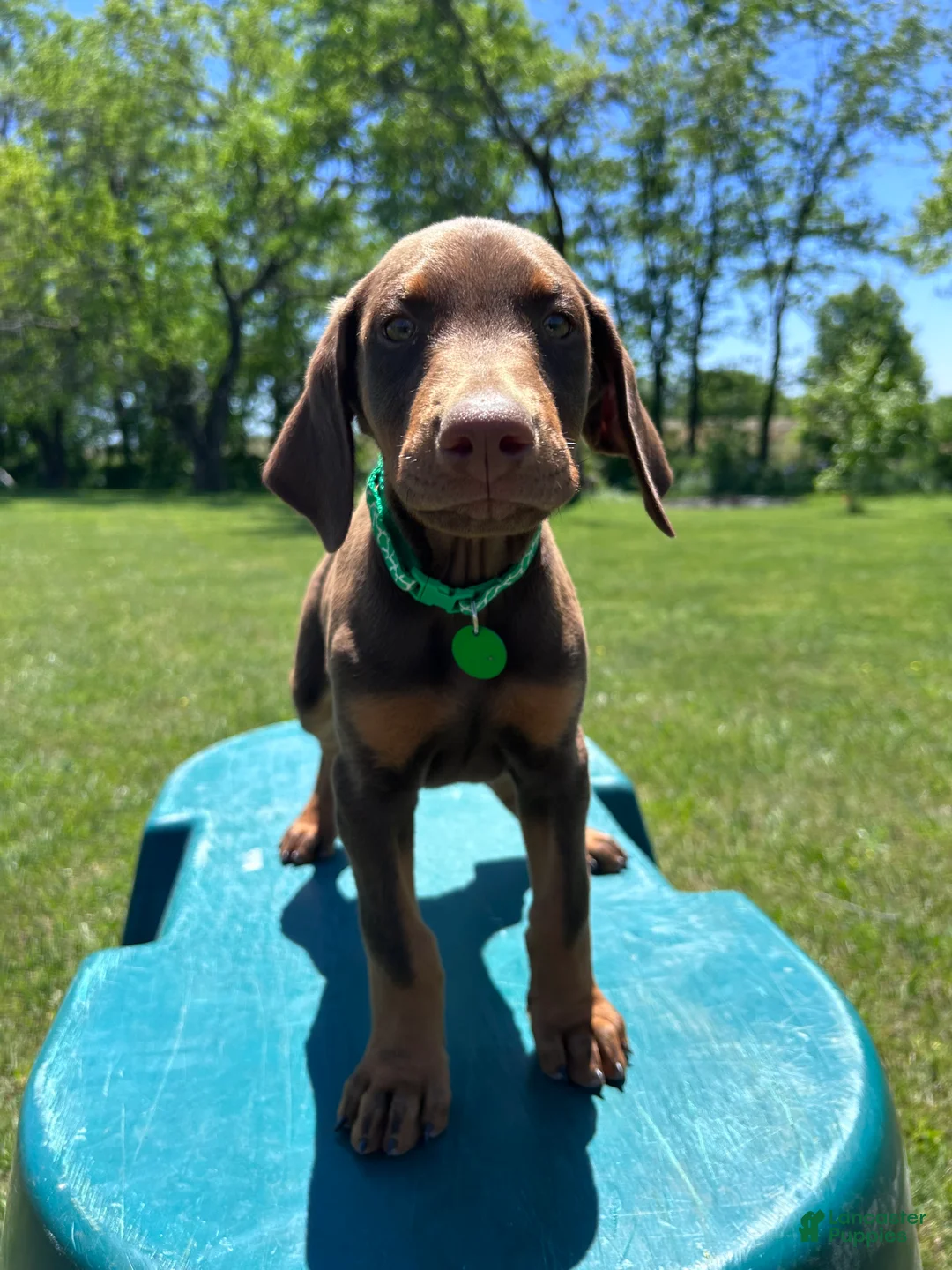 Doberman Pinscher dogs for sale: Doberman Pinscher Puppy 4 - Ad 1