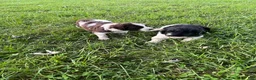 Newfypoo dogs for sale: Newfypoo 2 - Ad 6