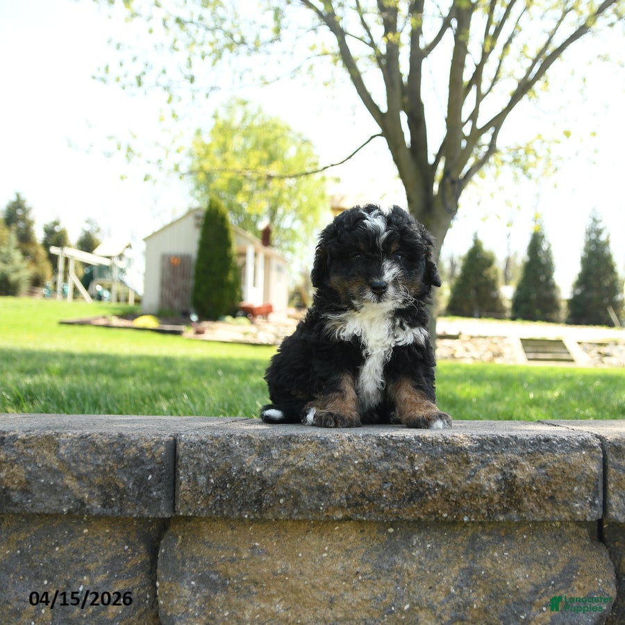 Mini Bernedoodle dogs Doras - Ad 1