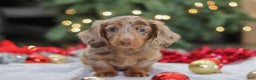 Miniature Dachshund dogs for sale: Buddy - Ad 10