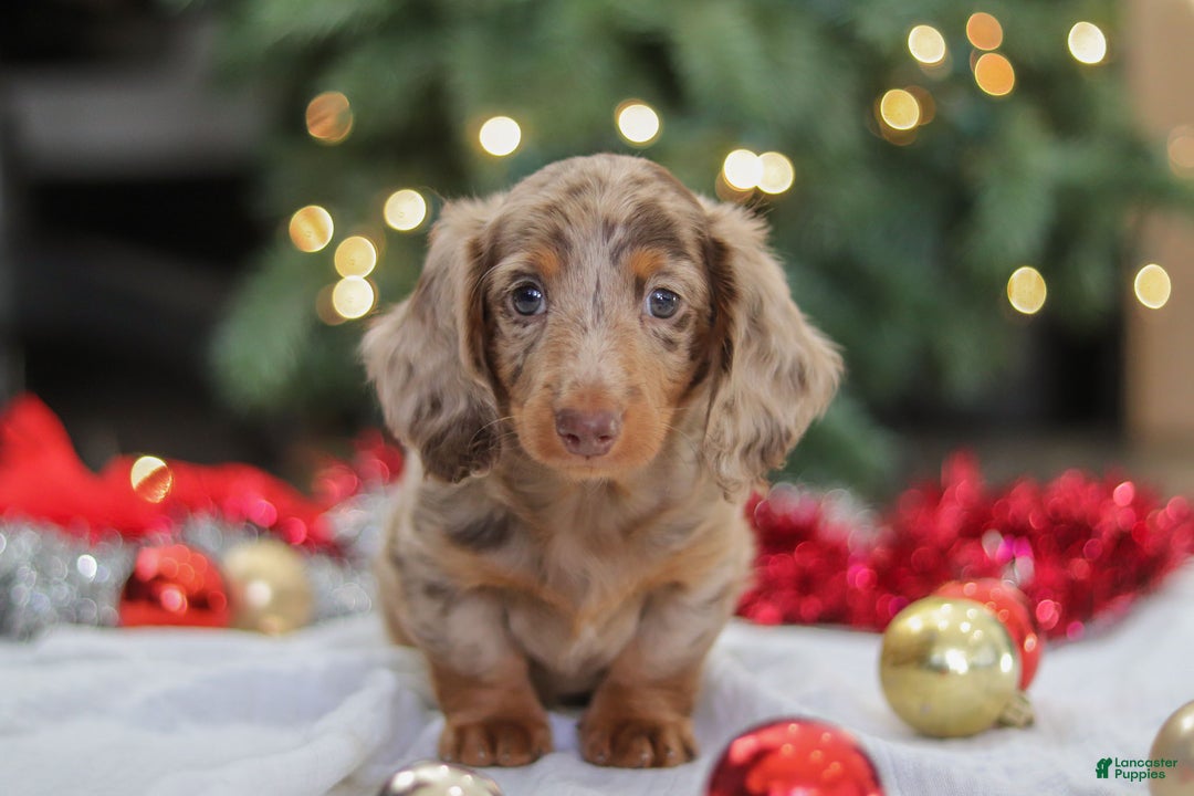 Miniature Dachshund dogs for sale: Buddy - Ad 10