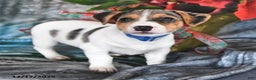 Jack Russell Terrier dogs for sale: Heidi - Ad 2