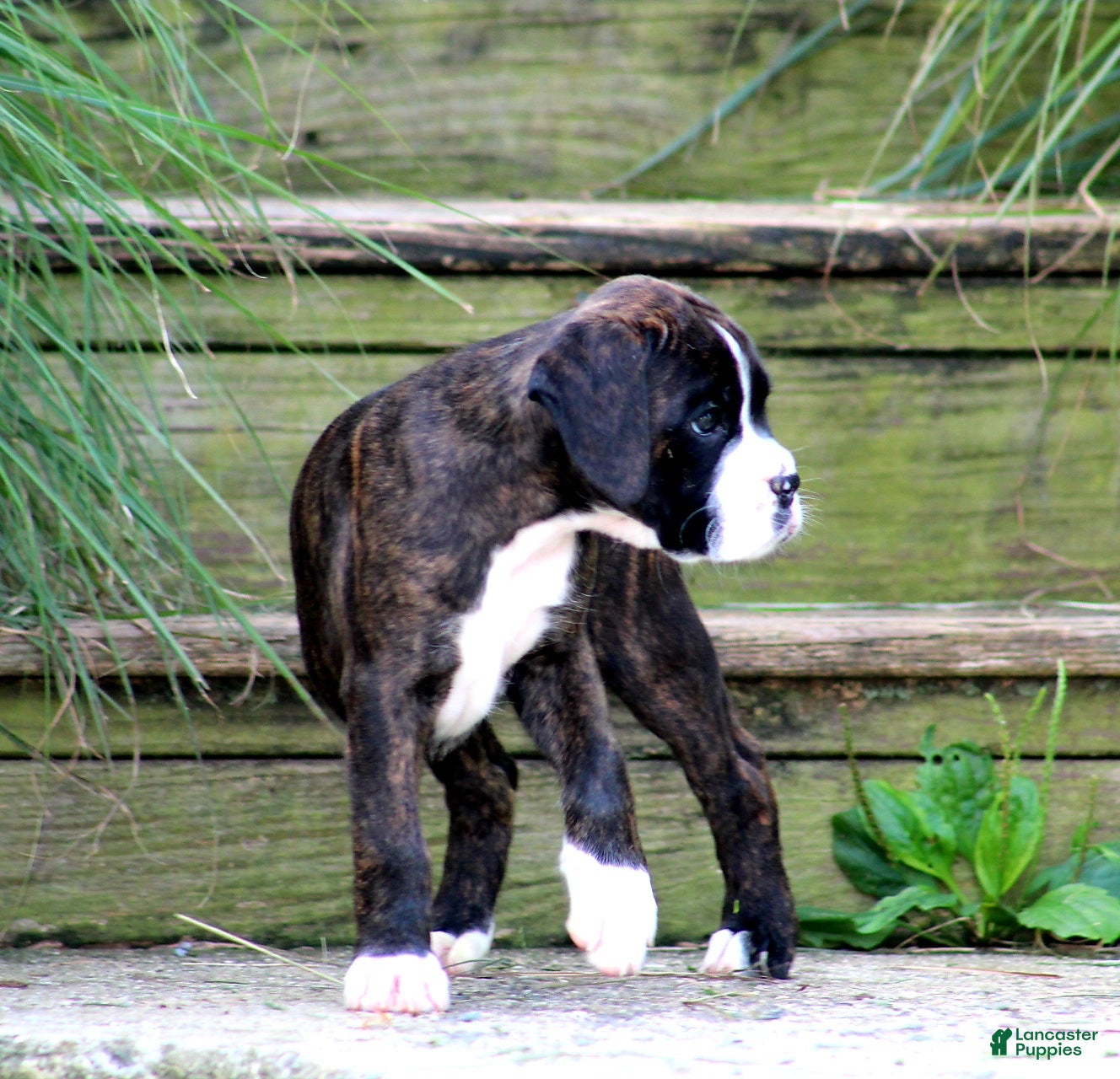 Boxer dogs Frisco  - Ad 2