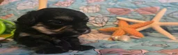 Toy Poodle dogs for sale: Daizie - Ad 2