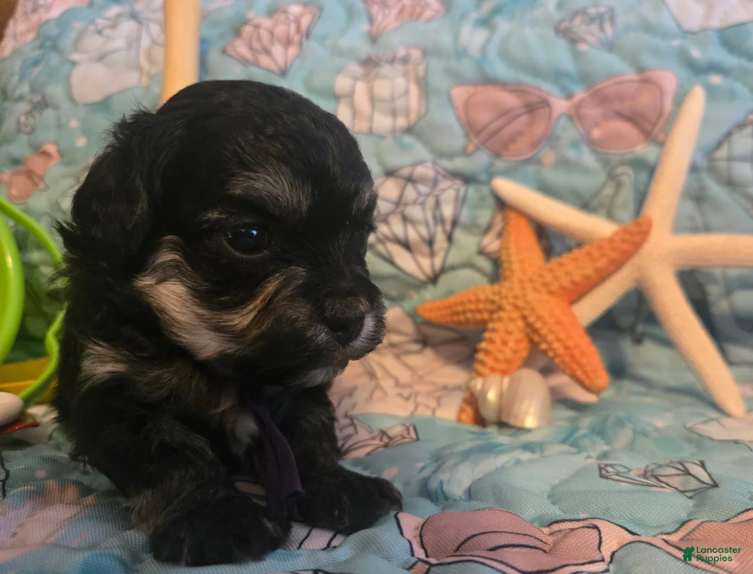 Toy Poodle dogs for sale: Daizie - Ad 2