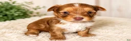 Yorkshire Terrier dogs for sale: Oakley - Ad 1
