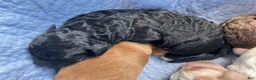 Labradoodle dogs for sale: Fiona - Ad 6