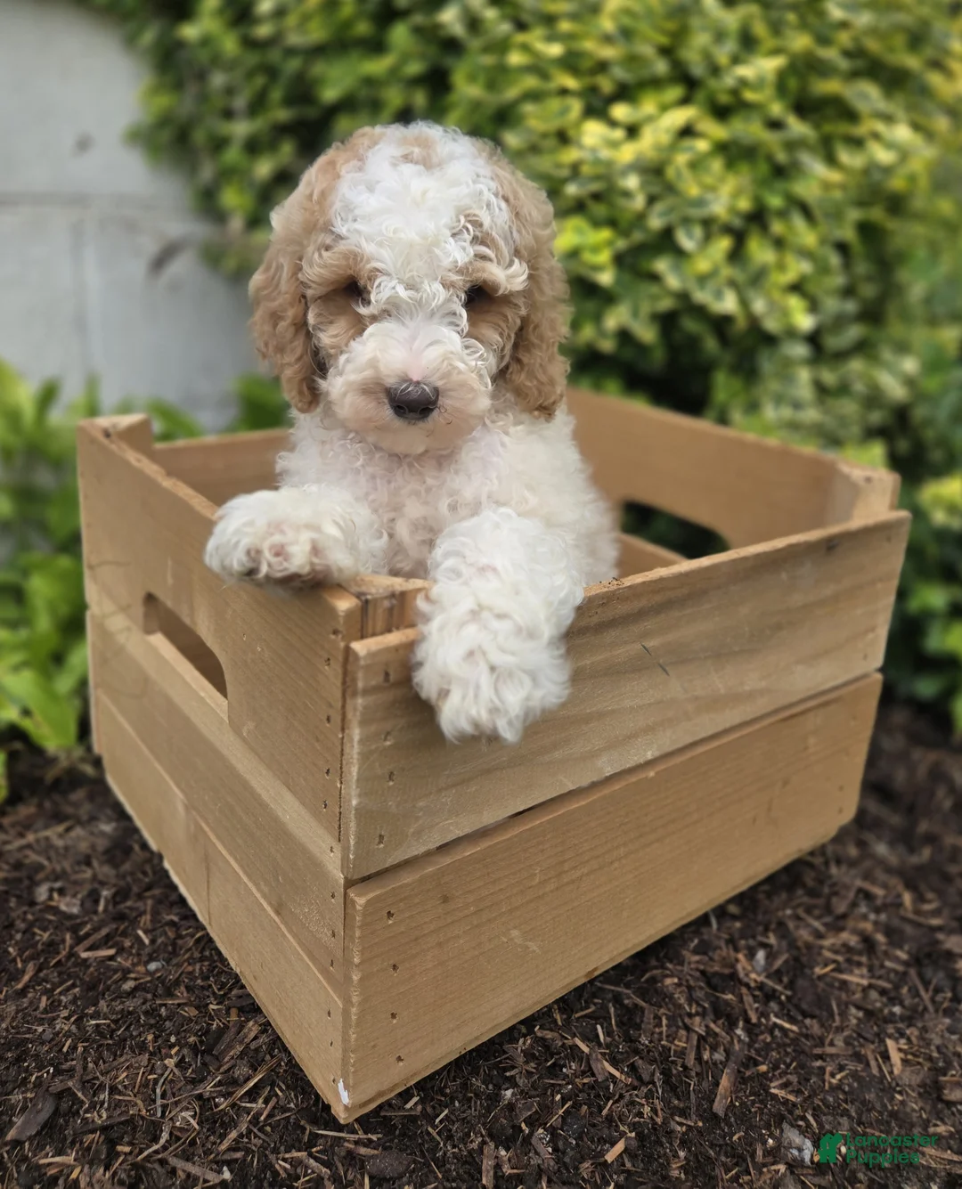 Bernedoodle dogs for sale: Connor - Ad 6