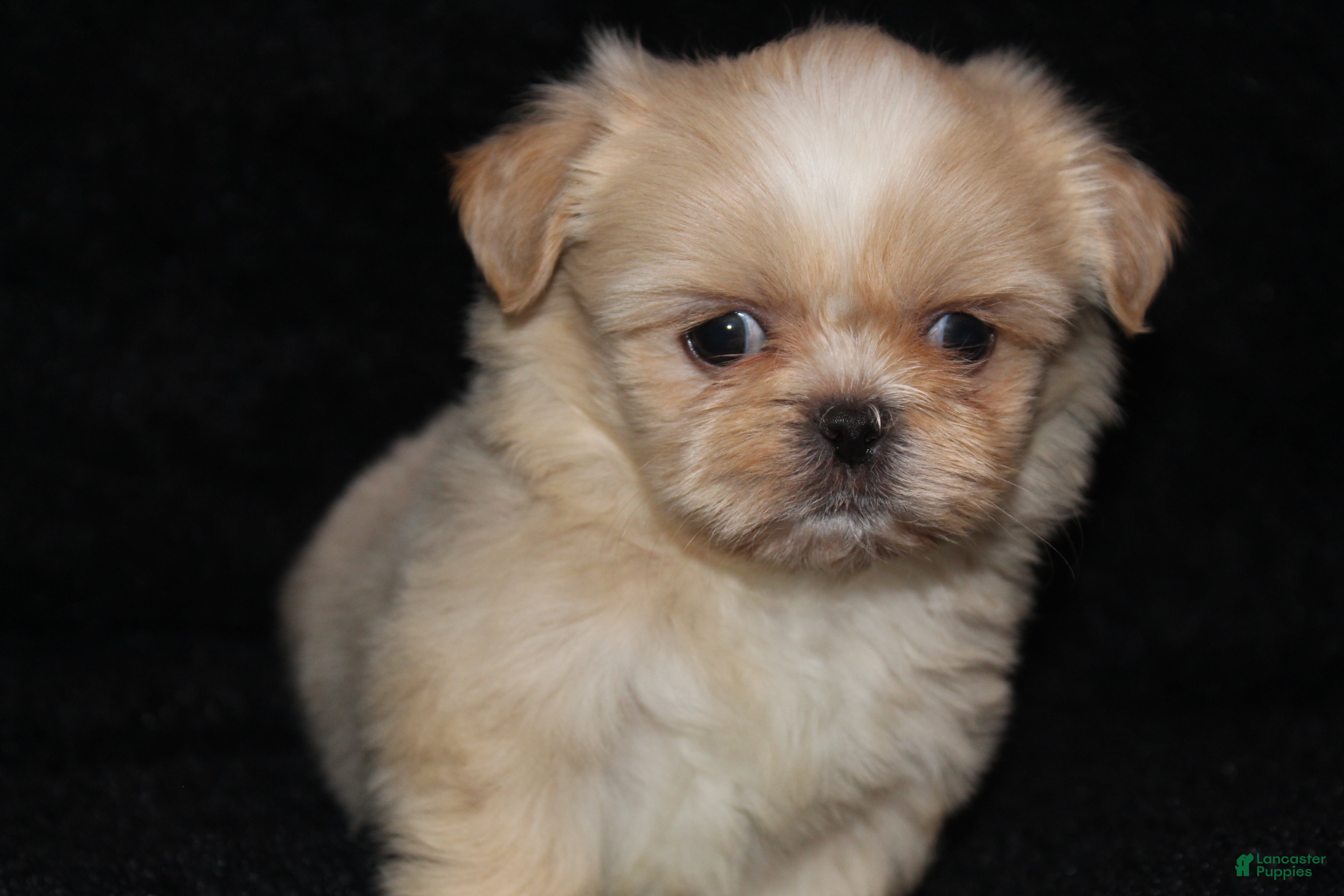 Shih Tzu dogs Lilly - Ad 9