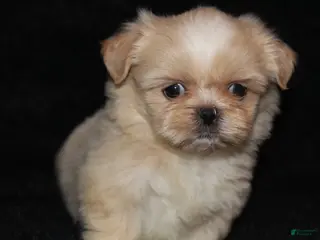 Shih Tzu dogs Lilly - Ad 9