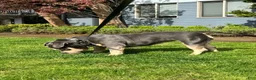 American Bully dogs for sale: Beautiful Tri-Color Adult Female American Bully - Ad 1