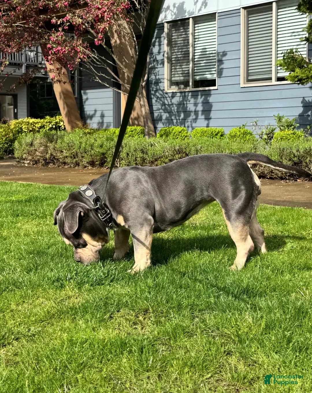 American Bully dogs for sale: Beautiful Tri-Color Adult Female American Bully - Ad 1